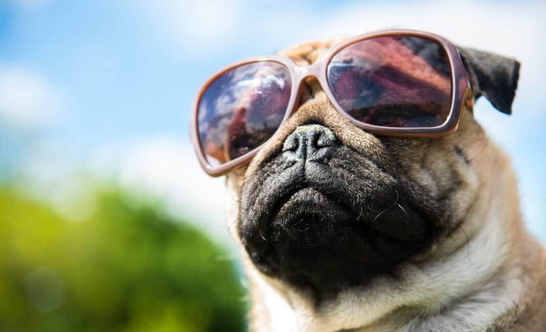 dog-in-glasses